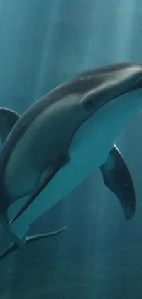 Dive into the mesmerizing blue waters with this premium live wallpaper for your phone! The breathtaking imagery displays a pristine snapshot of a dolphin gracefully swimming through the water, against a breathtaking backdrop