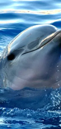 This phone live wallpaper displays a breathtaking close-up of a dolphin swimming in clear blue waters