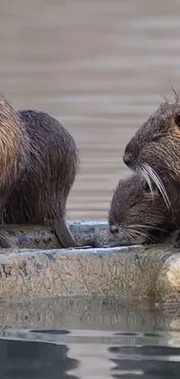This live wallpaper features an adorable image of two animals standing in the water, with one being a beaver and the other a cute family sharing a heartwarming kiss