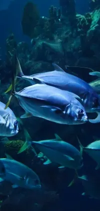 This phone live wallpaper depicts a group of fish swimming in an aquarium with shades of blue and grey