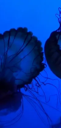 This phone live wallpaper features a stunning video art of two jellyfish swimming, creating a calming and relaxing effect
