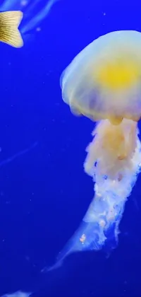 This live wallpaper features a stunningly realistic image of a fish and a jellyfish in an aquarium