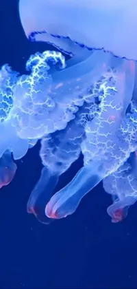 Transform your smartphone into a captivating underwater oasis with this mesmerizing live wallpaper