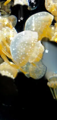 Water Marine Invertebrates Jellyfish Live Wallpaper
