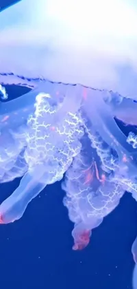 Water Marine Invertebrates Liquid Live Wallpaper
