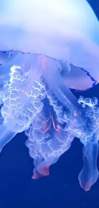 Water Marine Invertebrates Liquid Live Wallpaper
