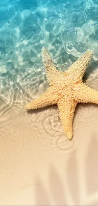 Water Marine Invertebrates Starfish Live Wallpaper