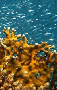 Water Marine Invertebrates Underwater Live Wallpaper