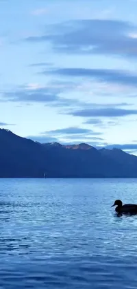 Enjoy a stunning live wallpaper featuring two ducks floating on a peaceful lake