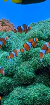 Water Natural Environment Anemone Fish Live Wallpaper