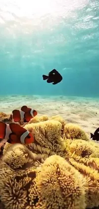 This ocean-themed phone live wallpaper will bring tranquility to your device! The wallpaper features two clown fish swimming in calm waters, captured in stunning detail by a skilled photographer