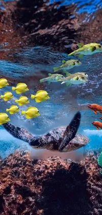 underwater paradise  Live Wallpaper