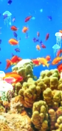 underwater  Live Wallpaper