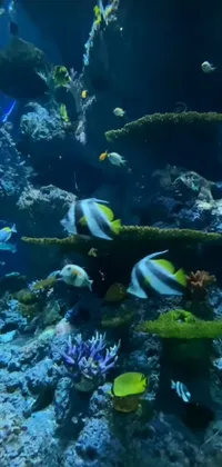 Transform your phone's home screen into a beautiful underwater scene with this phone live wallpaper