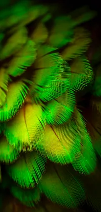 This live phone wallpaper features a close-up of green bird feathers set against a vibrant neon coral background