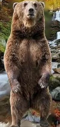 Enjoy the beauty of the wild with this captivating live phone wallpaper featuring a majestic bear standing on its hind legs in front of a cascading waterfall