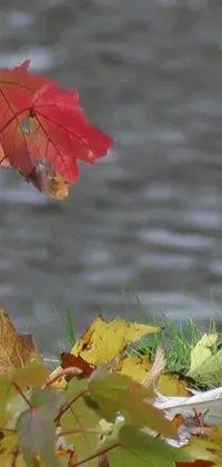 Water Nature Twig Live Wallpaper