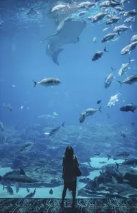 Water Nature Underwater Live Wallpaper