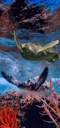 Get mesmerized by this turtle swimming under the ocean surface in this vivacious live wallpaper