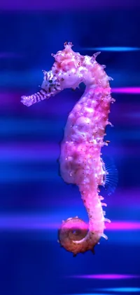 Water Northern Seahorse Syngnathiformes Live Wallpaper