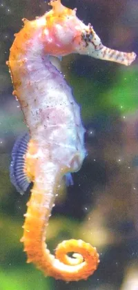 Water Northern Seahorse Syngnathiformes Live Wallpaper