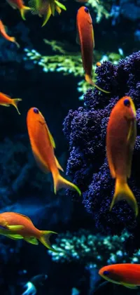 Water Orange Animal Live Wallpaper