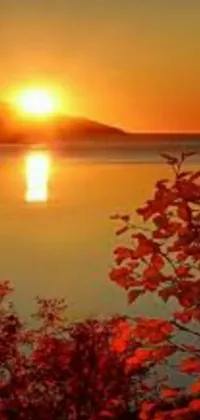 Experience the breathtaking beauty of this live wallpaper featuring a stunning autumn sunset over a body of water