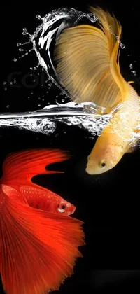 This phone live wallpaper depicts two fish swimming in the water