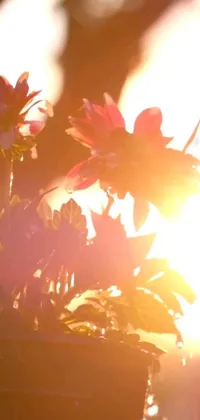 Transform your phone screen with a stunning live wallpaper - a picturesque scene of a vase brimming with vibrant flowers on a table! This digital artwork captures every detail of the blossoms and leaves with crystal clarity, while the anamorphic lens flares infuse a realistic feel into the wallpaper