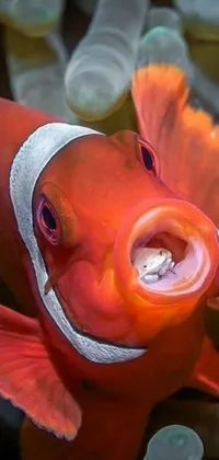 This phone live wallpaper showcases a vivid and lifelike close-up of a cheerful clown fish