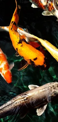 Transform your phone into a serene and captivating experience with our koi fish live wallpaper