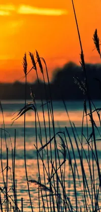 This live wallpaper displays a serene sunset over water with tall grass in the foreground and a straw hut in the distance