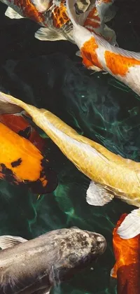 This serene phone live wallpaper features a group of koi fish gracefully swimming in a tranquil pond