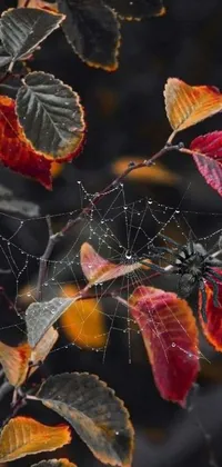This phone live wallpaper features a spider perched on a tree covered in leaves, with colors that shift as the seasons change