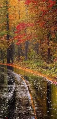 Discover a stunning live wallpaper featuring a wet road meandering through a colorful forest