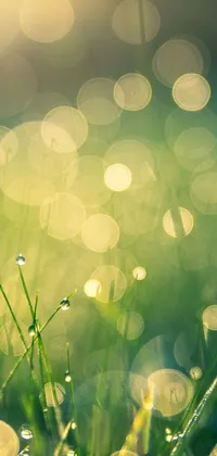 This live phone wallpaper features a botanical subject showcasing droplets of water on grass, with sparkles and sun rays shining through