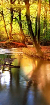 Bring the beauty of autumn forests to your phone with this stunning live wallpaper