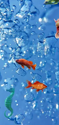 Water Orange Underwater Live Wallpaper