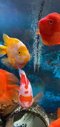 This phone live wallpaper depicts a group of colorful fish swimming in an aquarium