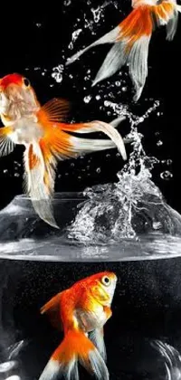 Looking for a stunning live wallpaper for your phone? Check out this surrealistic goldfish live wallpaper featuring a group of beautiful fish swimming gracefully in a bowl of water