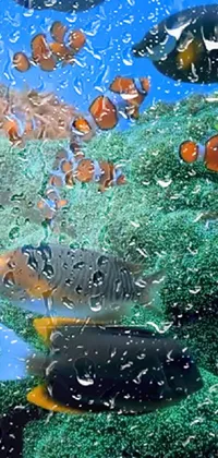 Water Organism Body Of Water Live Wallpaper