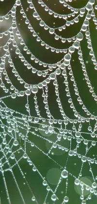 dew spider Live Wallpaper