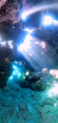 Water Organism Underwater Live Wallpaper