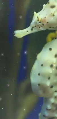 Water Organism Underwater Live Wallpaper