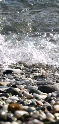 This live wallpaper for phones features a peaceful coastal environment with a bird standing on a rocky beach