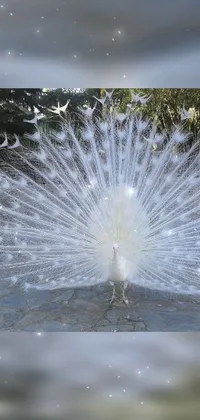 Water Peafowl Sky Live Wallpaper