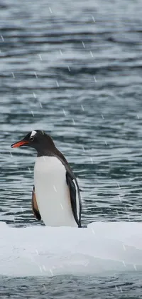 Water Penguin Bird Live Wallpaper