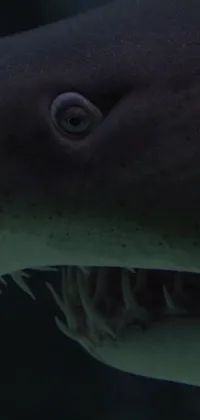 This mobile live wallpaper showcases an intense close-up of a shark with its mouth agape