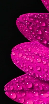 Water Petal Pink Live Wallpaper