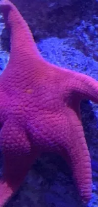 Enjoy the beauty of marine life with this stunning phone live wallpaper featuring a cute pink starfish sitting on top of a rock in an aquarium background